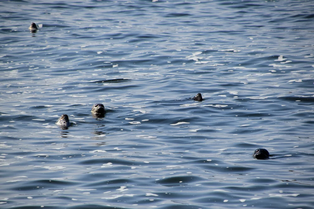 DSC_0494.JPG