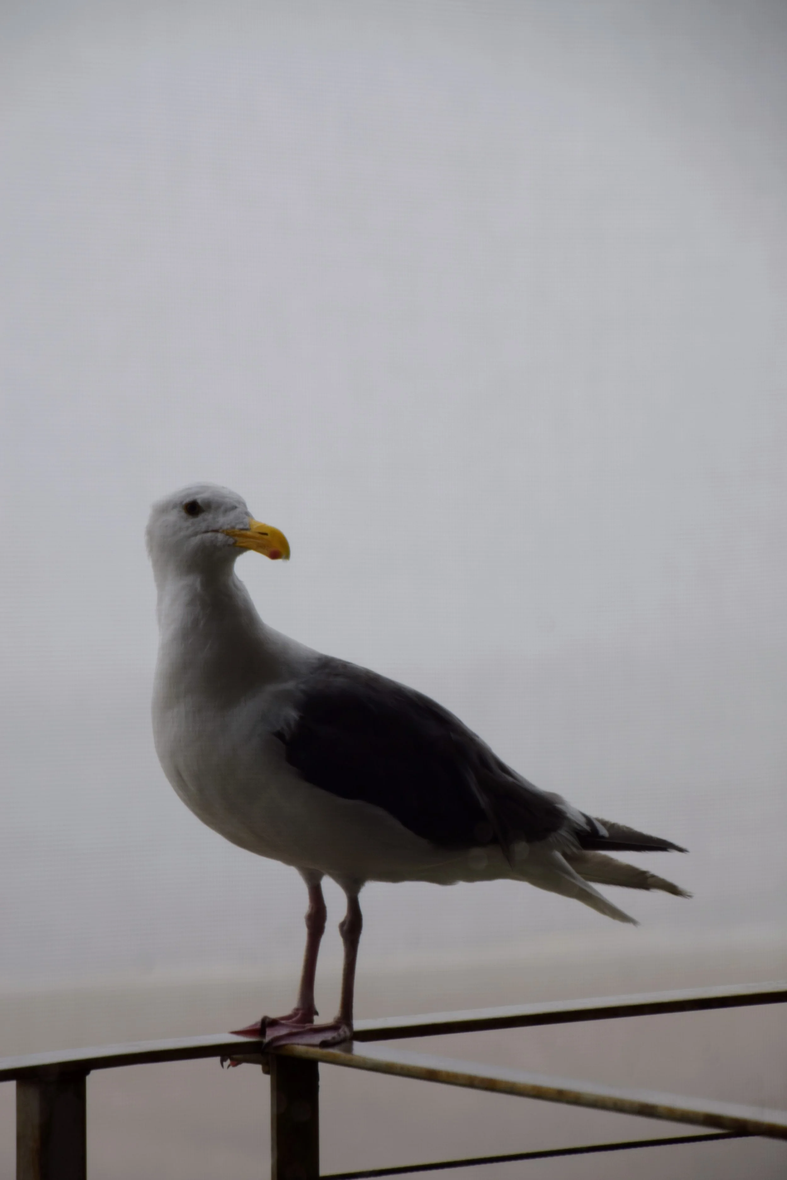 DSC_0558.JPG