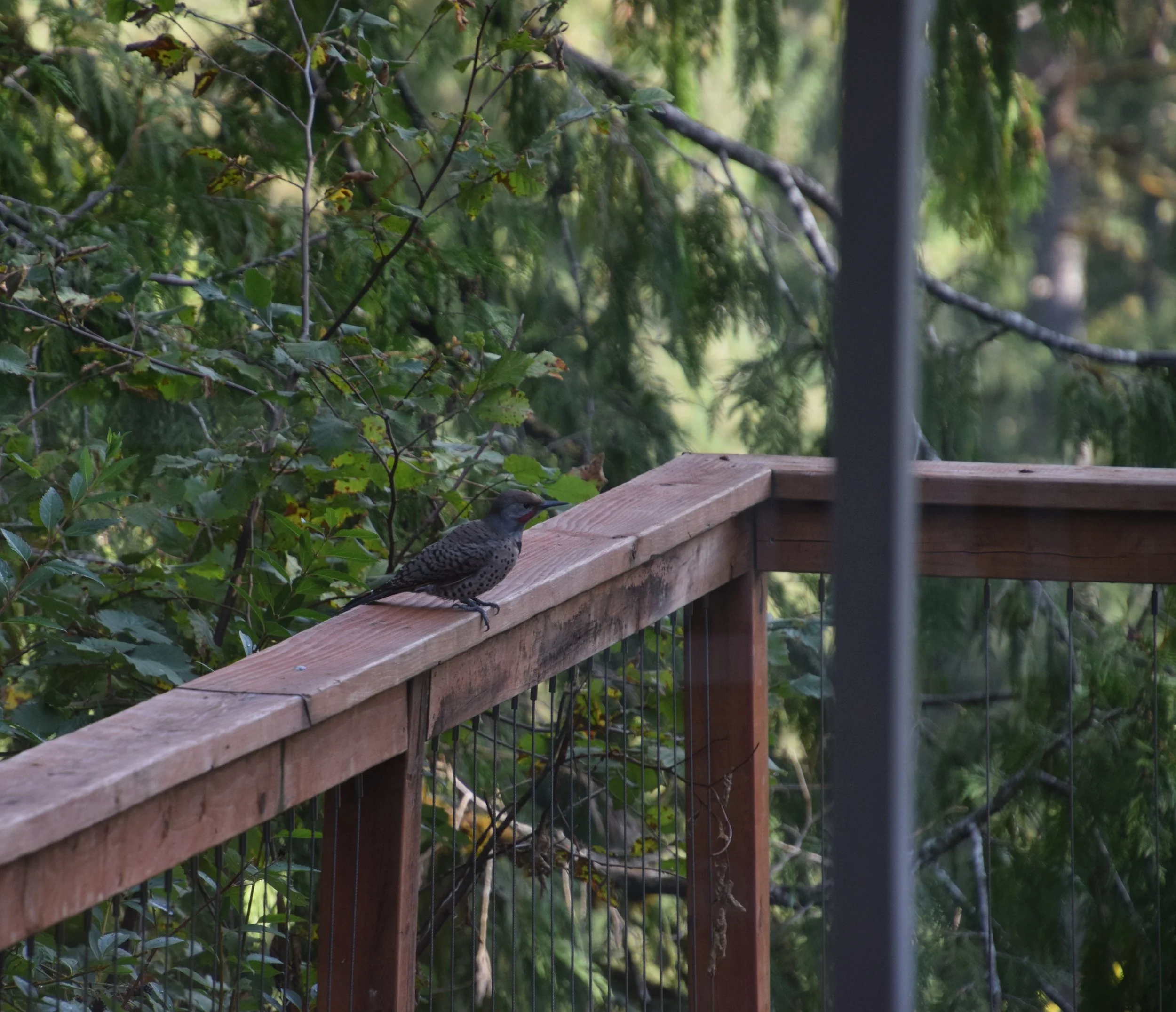 DSC_0664.JPG