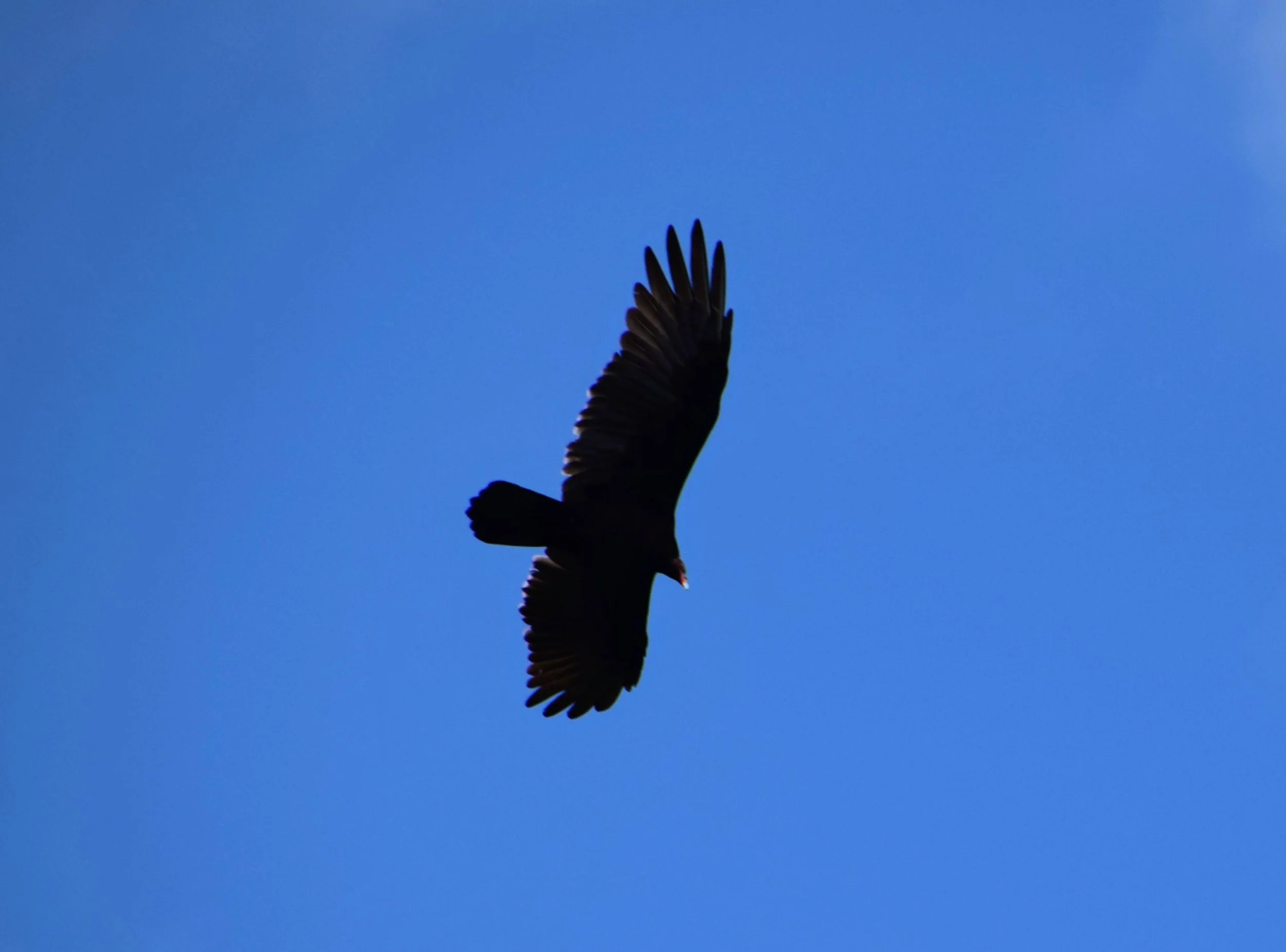 DSC_0738.JPG