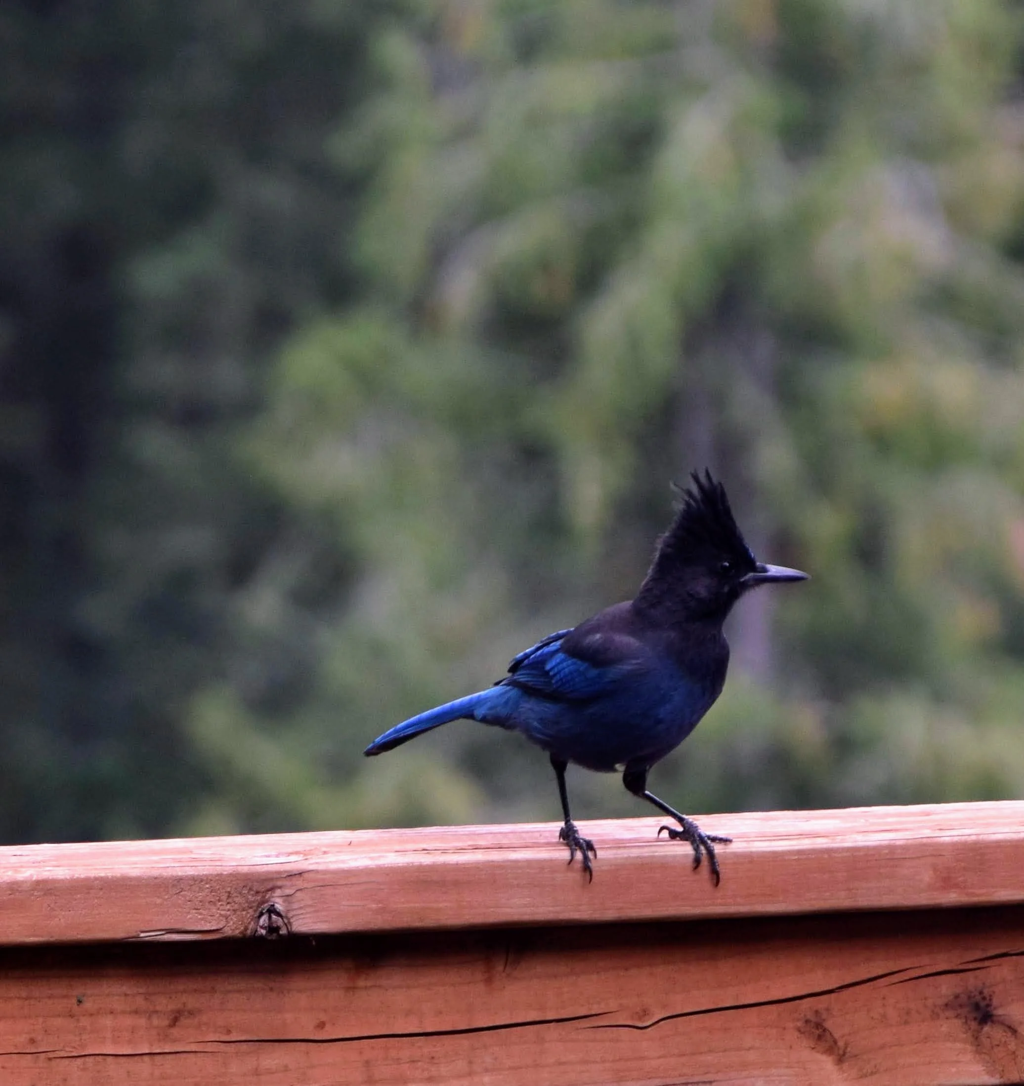 DSC_0734.JPG