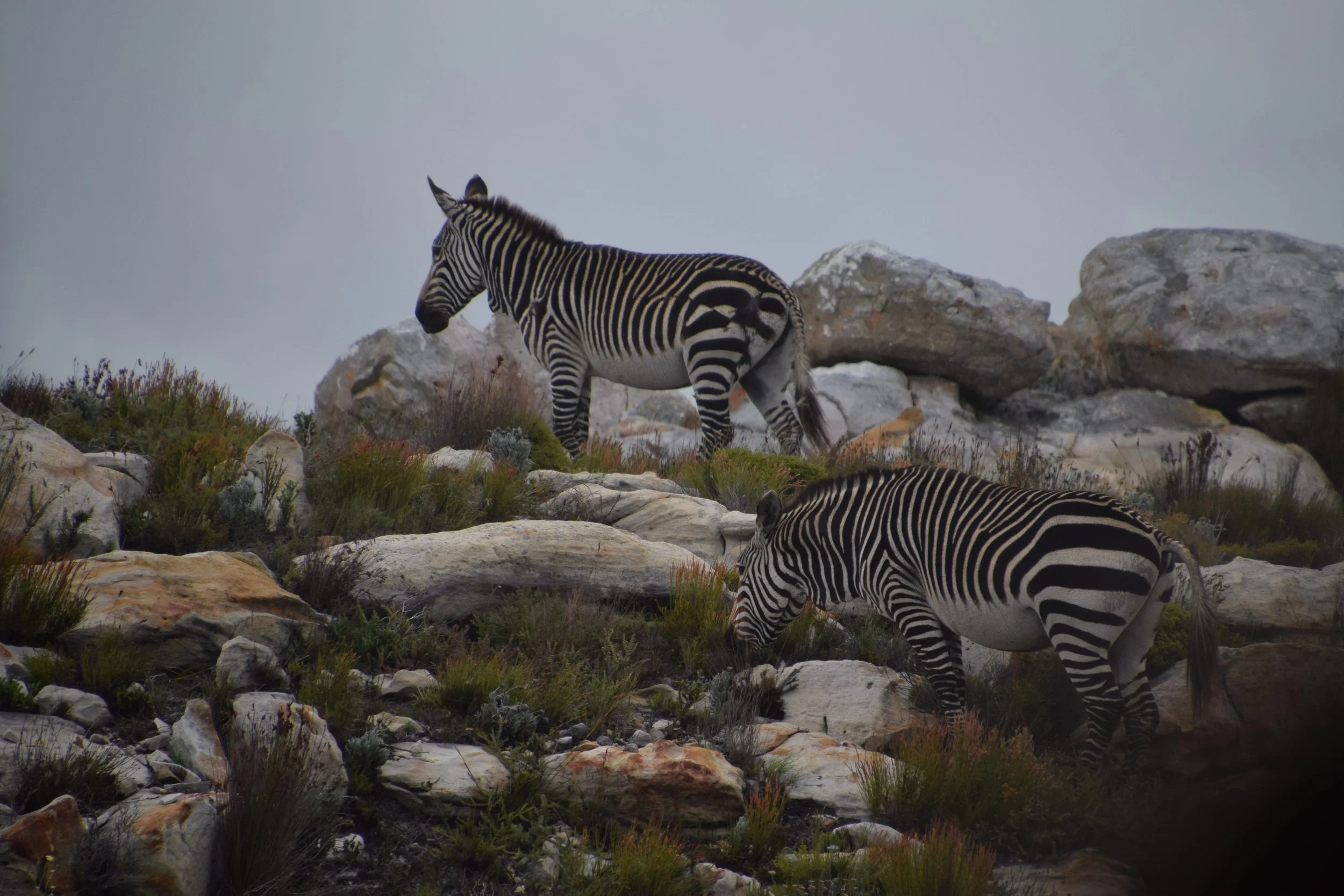 DSC_0176.JPG