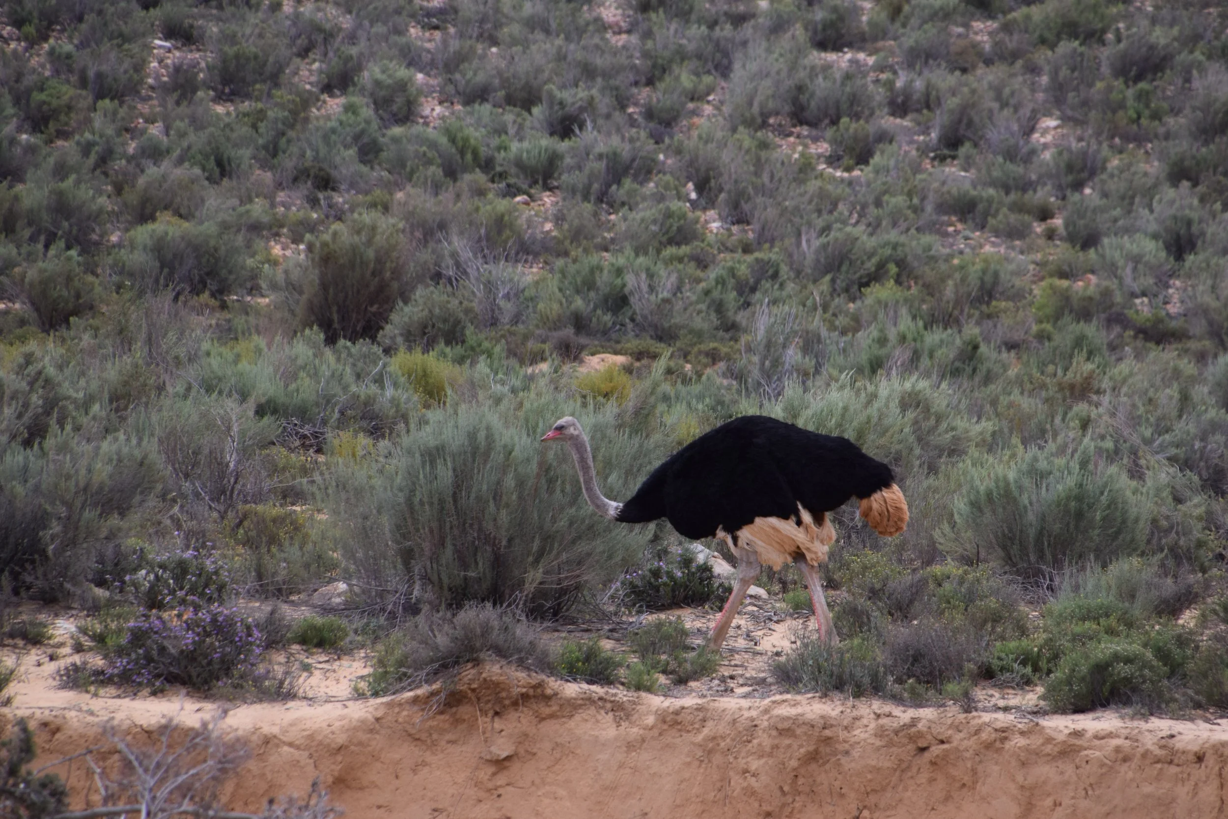 DSC_0274.JPG