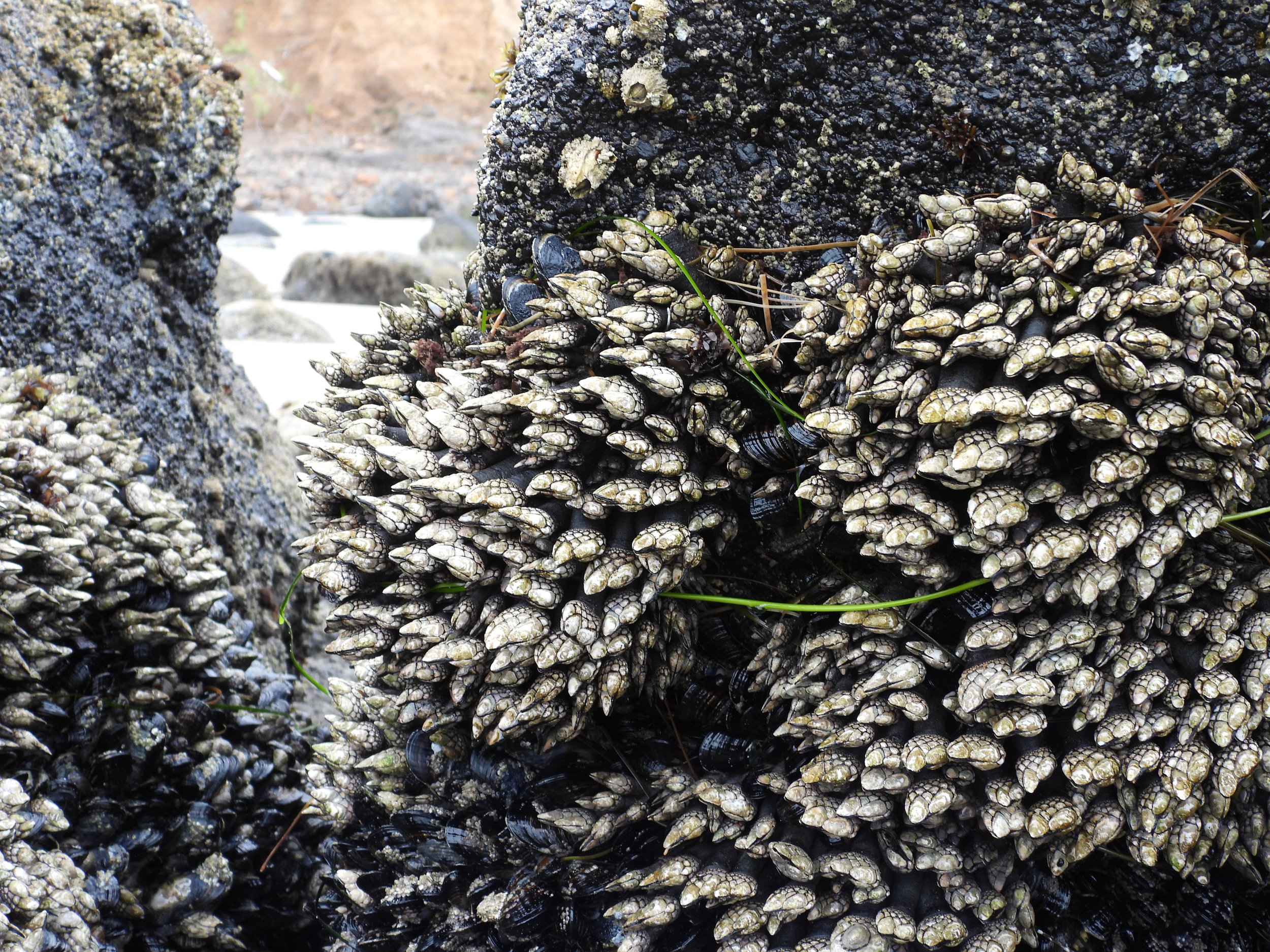   Eendenmossels oftewel gooseneck barnacles  