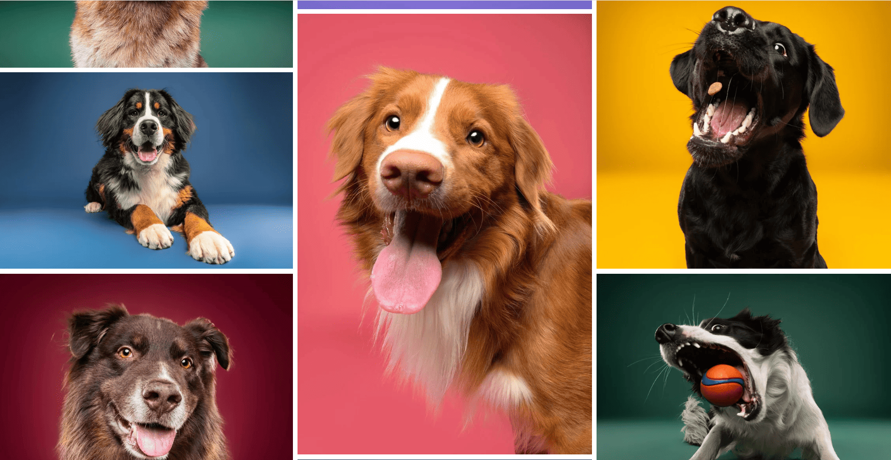 Studio Oh My Dog: van een basic one-page website naar een merkverhaal dat er ‘boenk op’ is