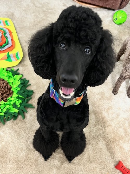 Virtual Obedience Classes