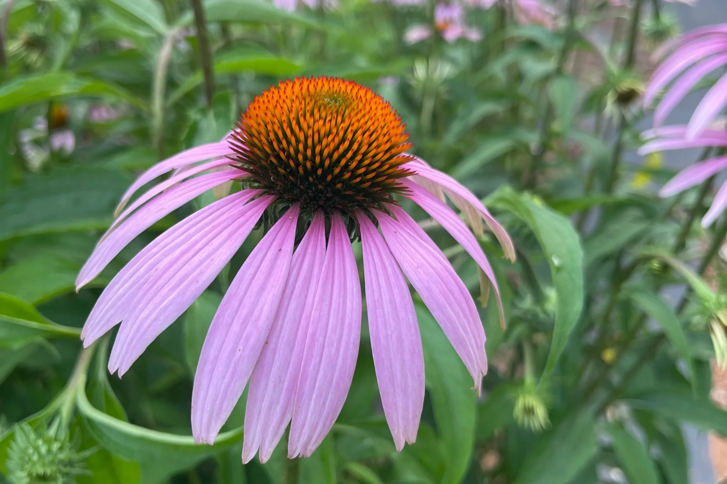 Medicinal Remedy Workshop
