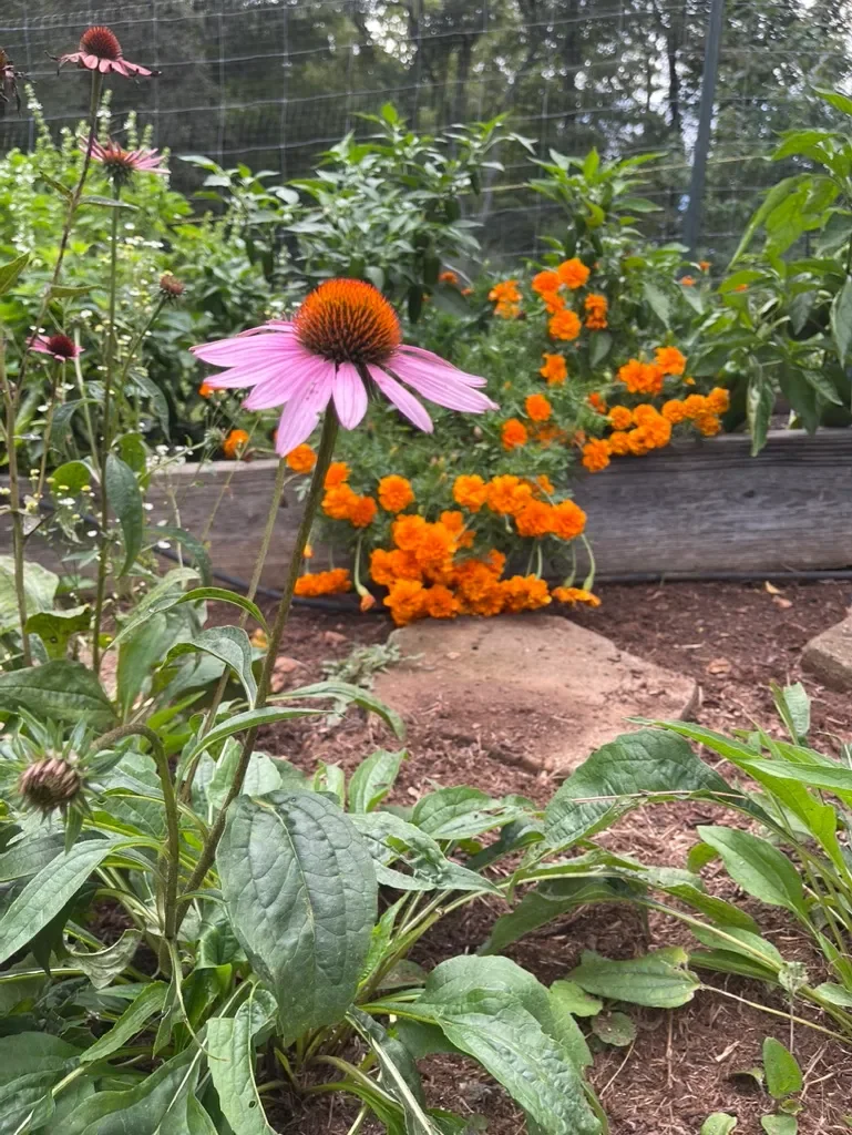 Echinacea garden.webp