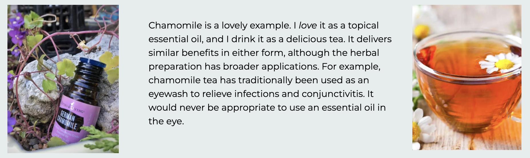 A small bottle of German chamomile essential oil placed on rocks and surrounded by plants with pink and purple flowers, alongside a cup of chamomile tea with floating chamomile flowers.