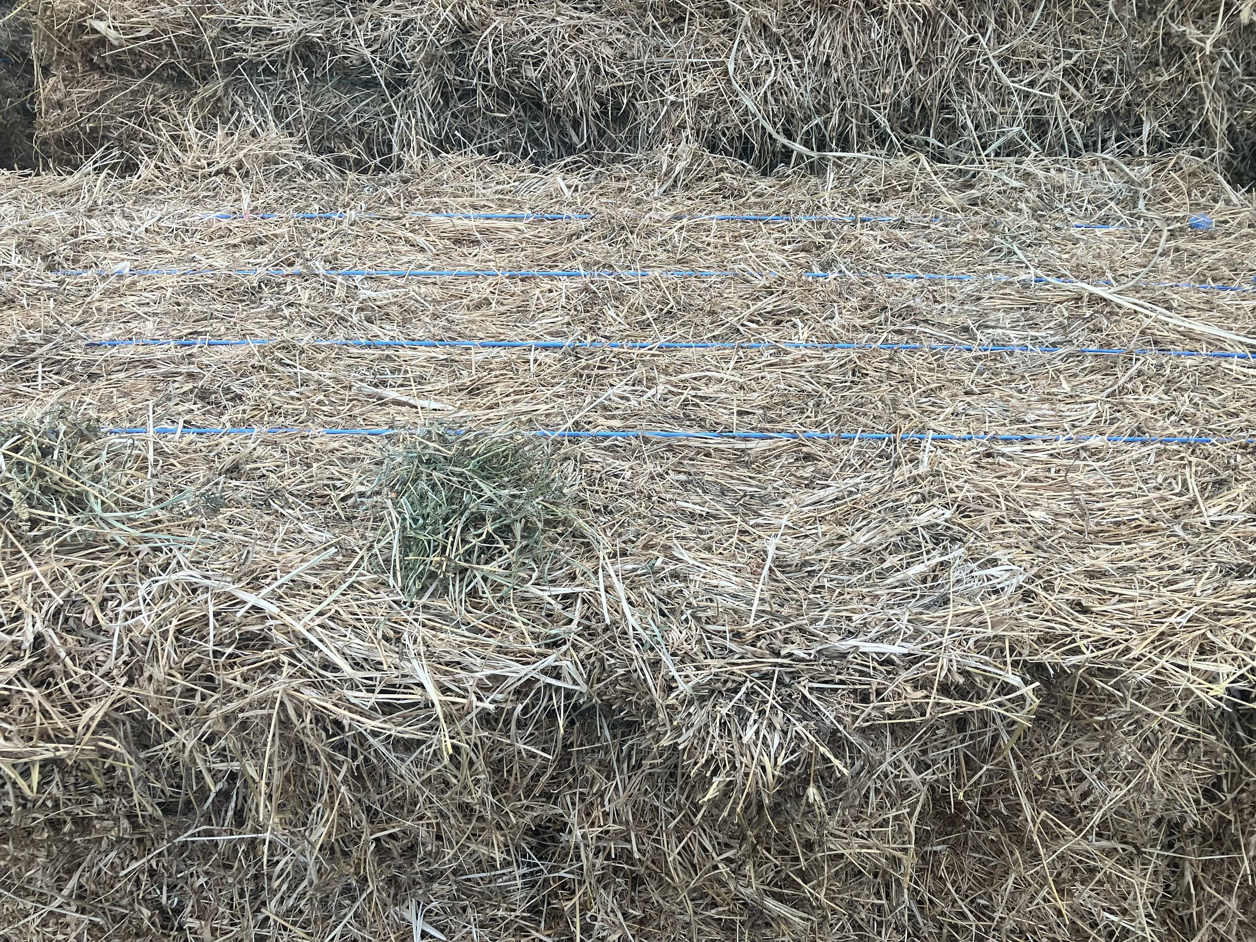 Alfalfa.jpg