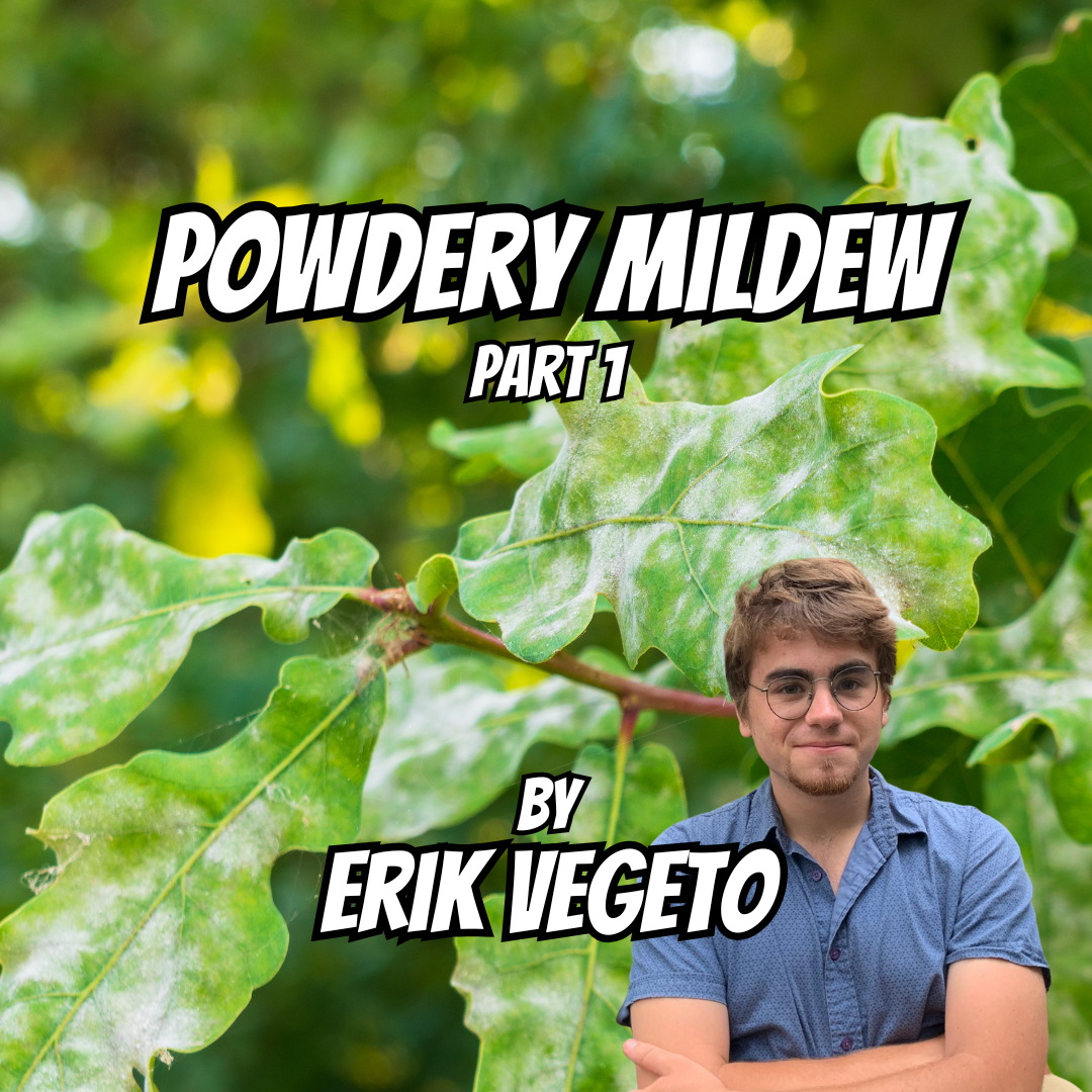Powdery Mildew