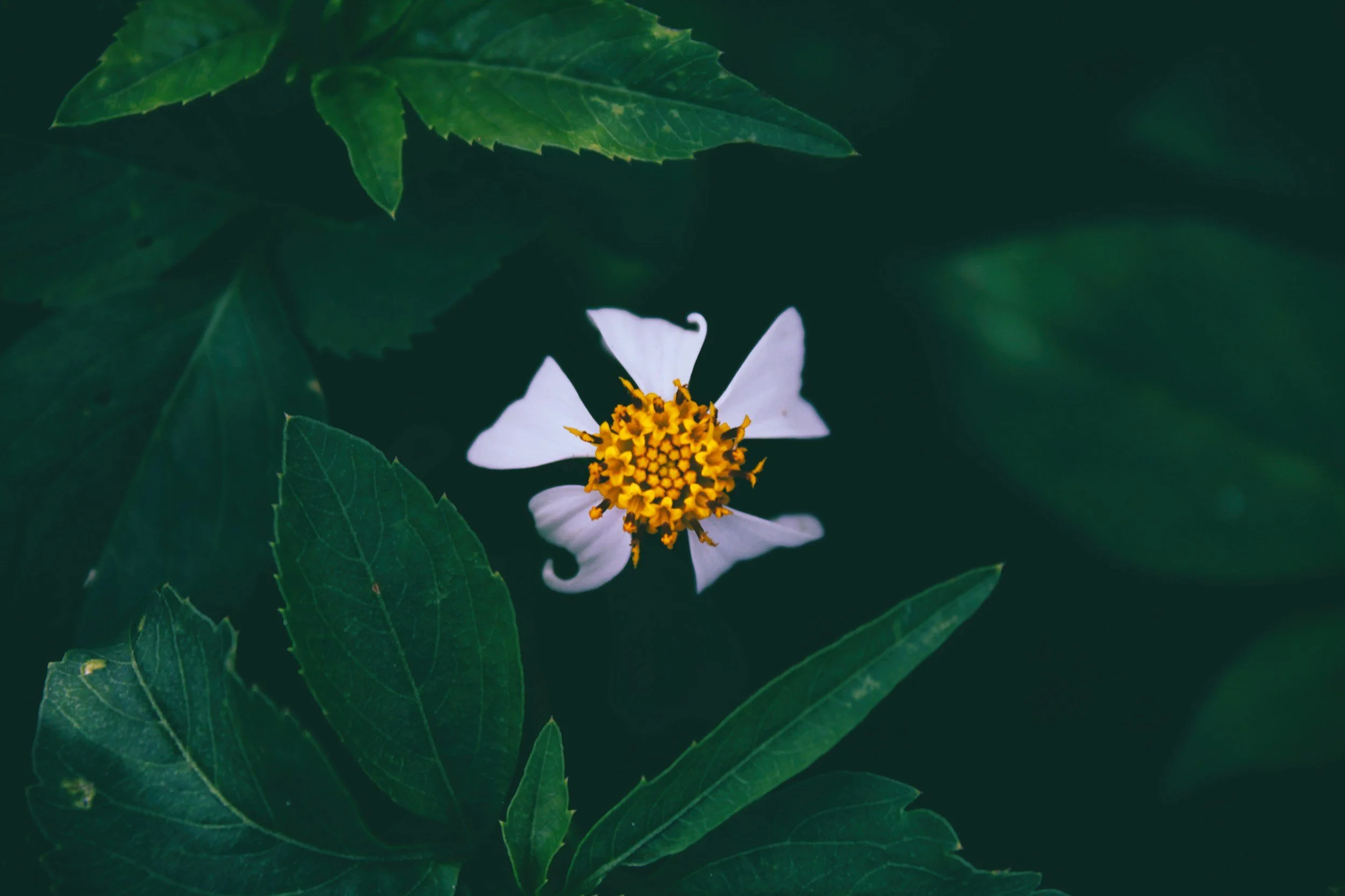 unsplash-image-eoq0M0wngLc.jpg