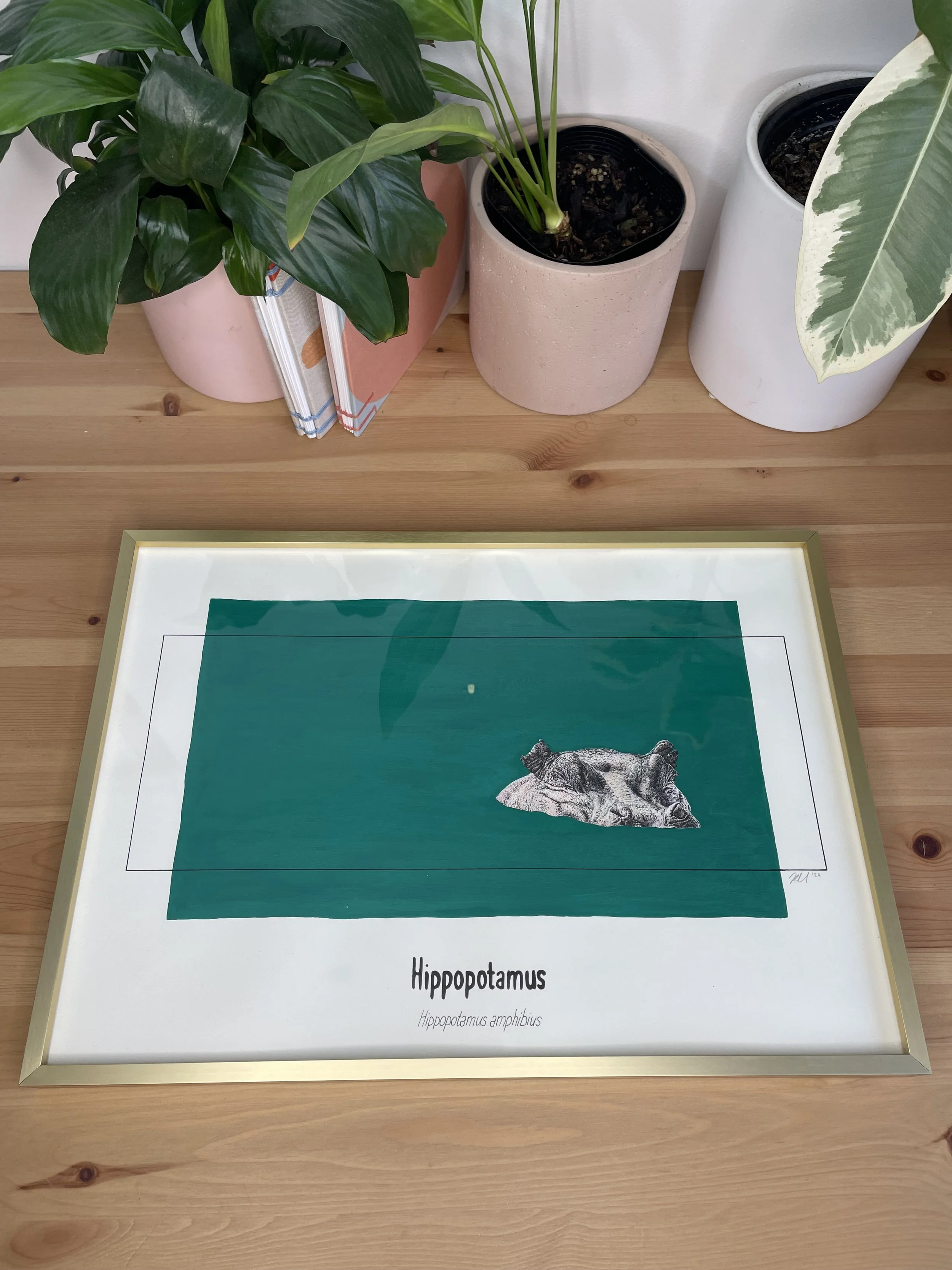 Hippopotamus - original