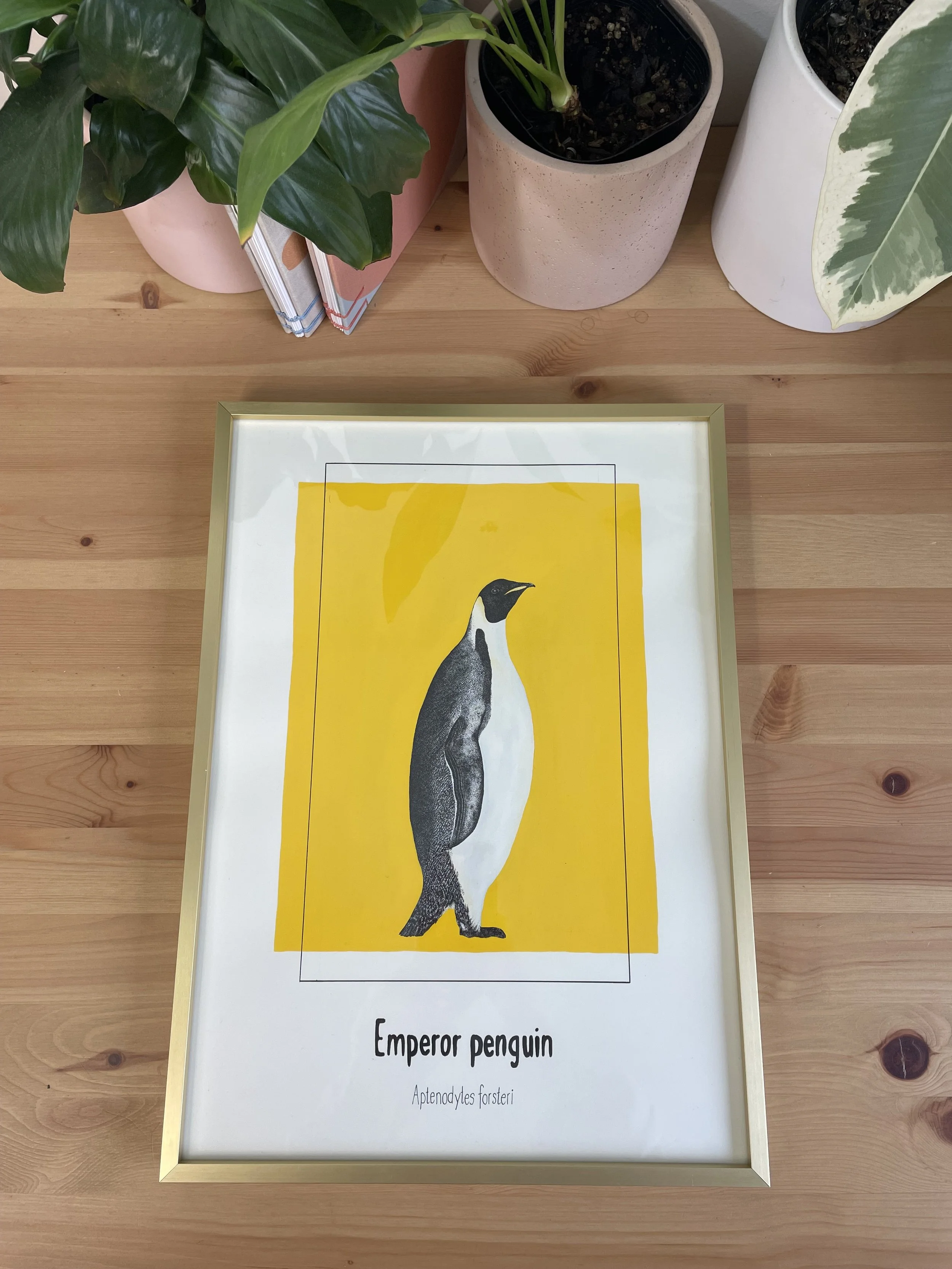 Faunaly studio:art print:wildlife artwork:emperor penguin:conservation art:jess rowland_1.JPG