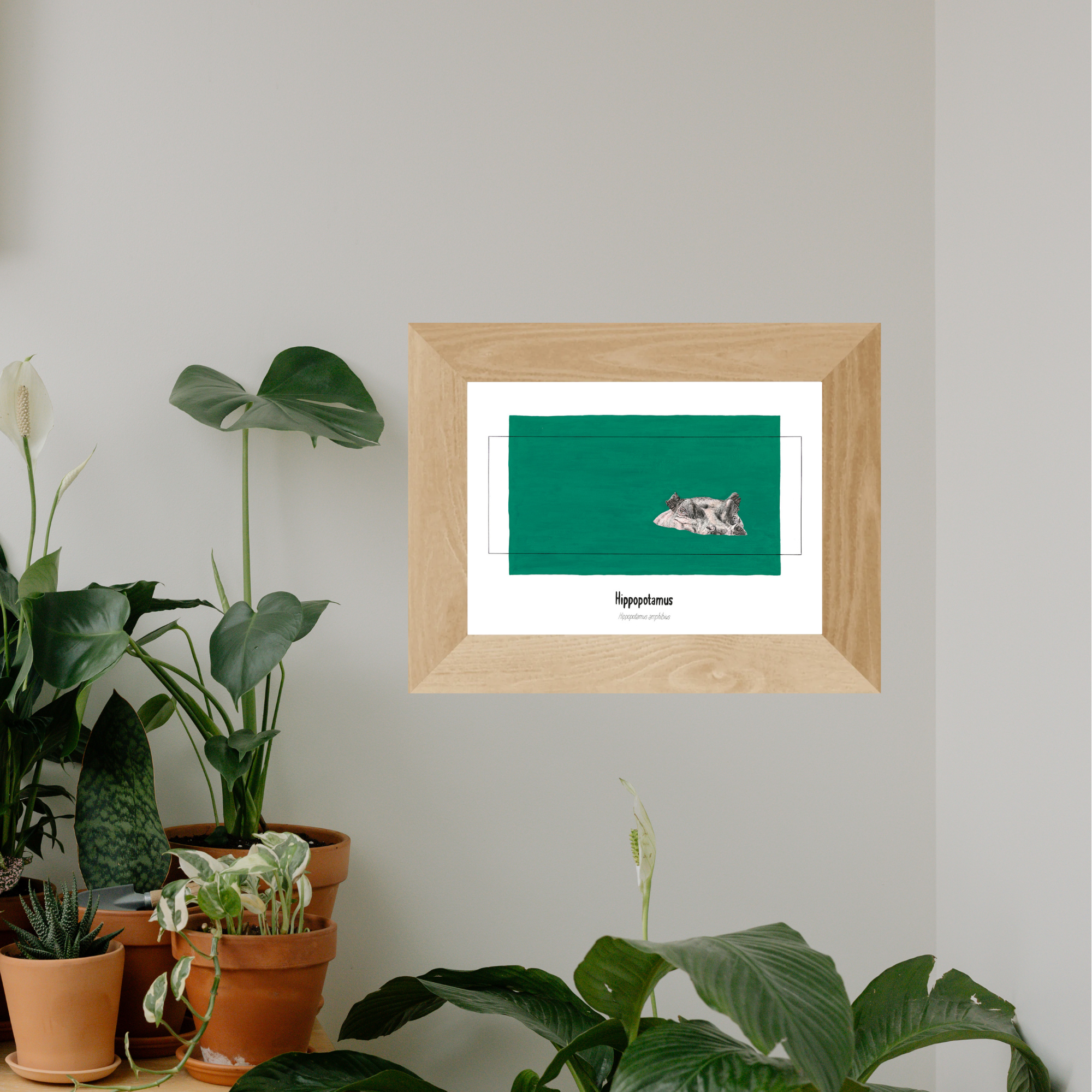 Faunaly studio:art print:wildlife artwork:hippo:hippopotamus:conservation art:jess rowland.png
