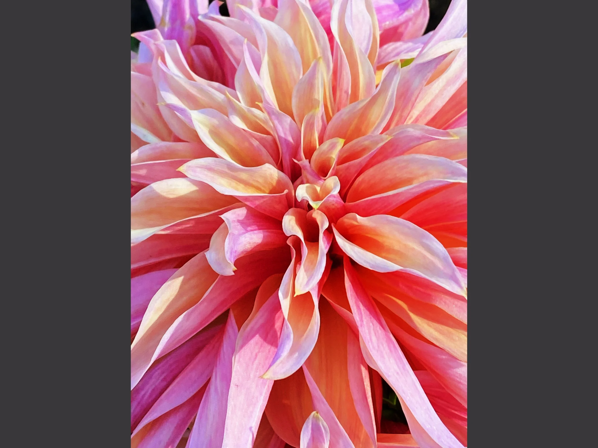 Treehouse Dahlia Dance