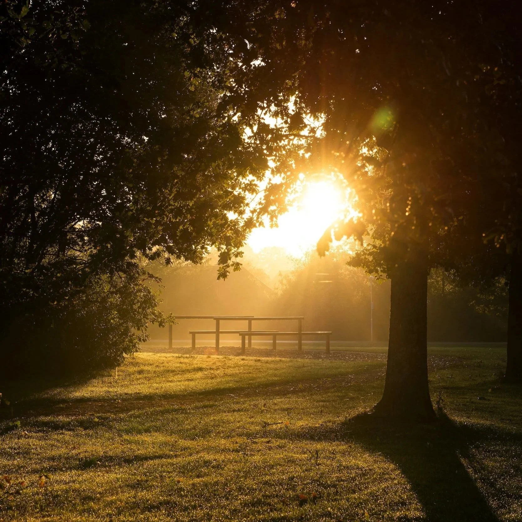 sunset tree symbolising build strength refine vitality second pillar of health holistic health artistry