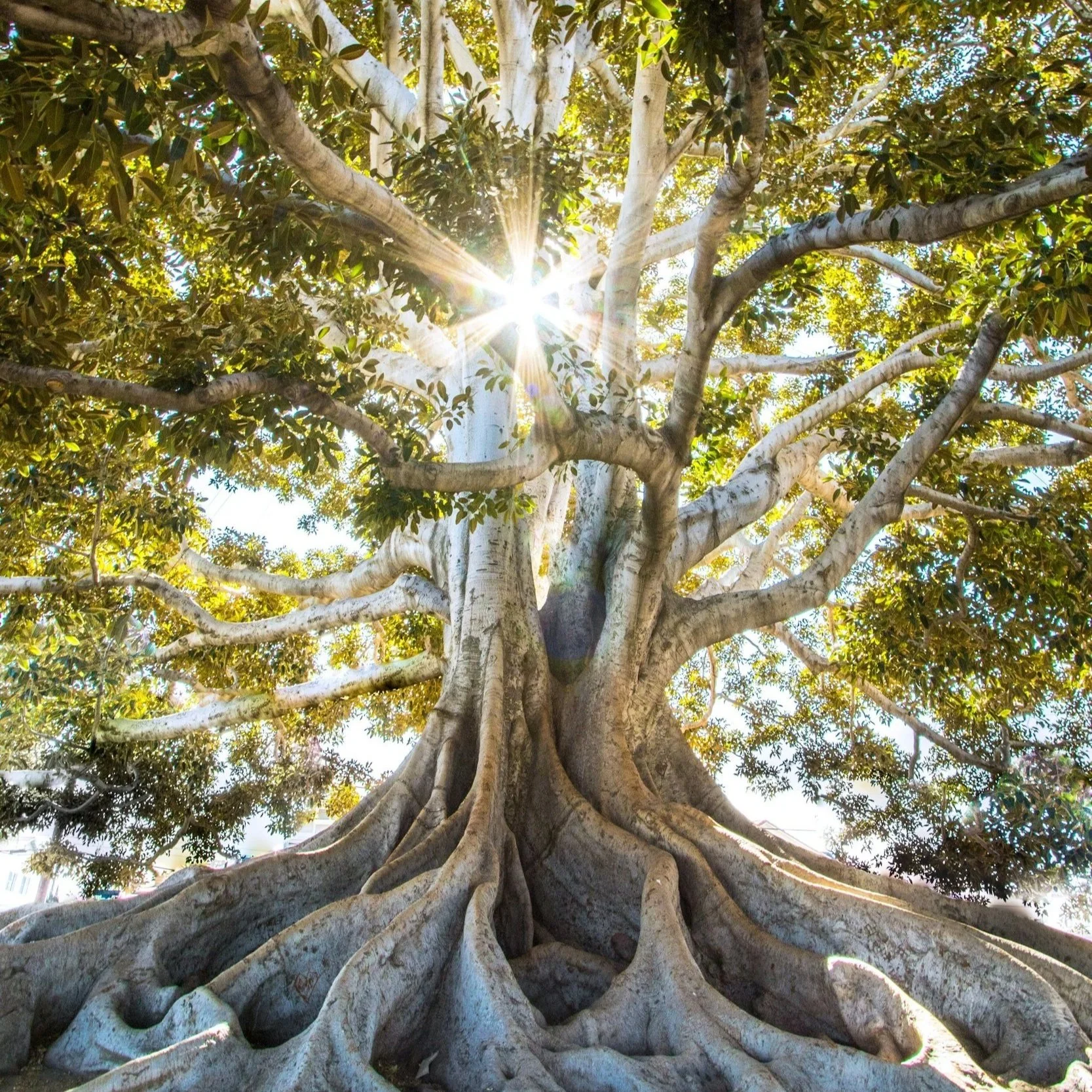 picture of tree roots and sun shining through branches of trees symbolising breakthrough in change to whole system through autoimmune and coeliac coaching
