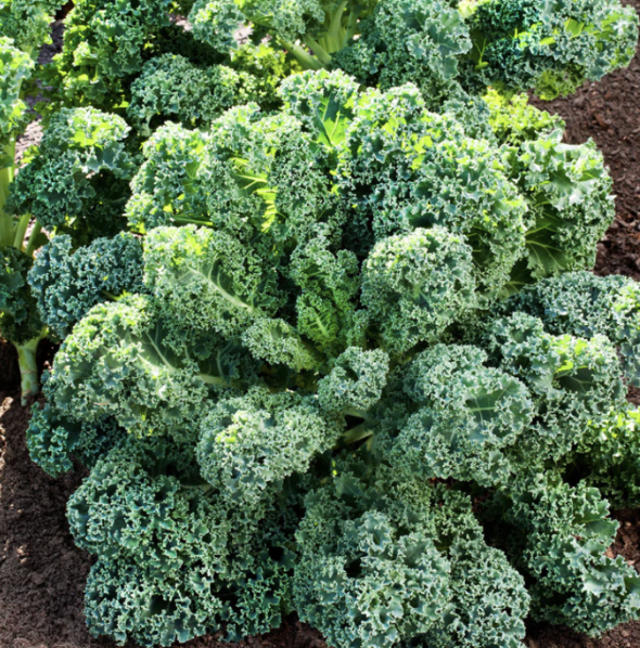 Curly kale