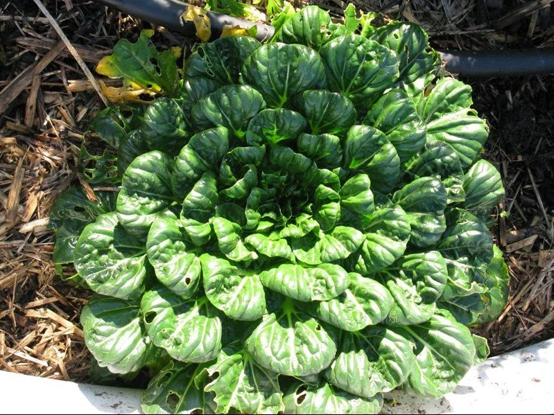 Bok choi