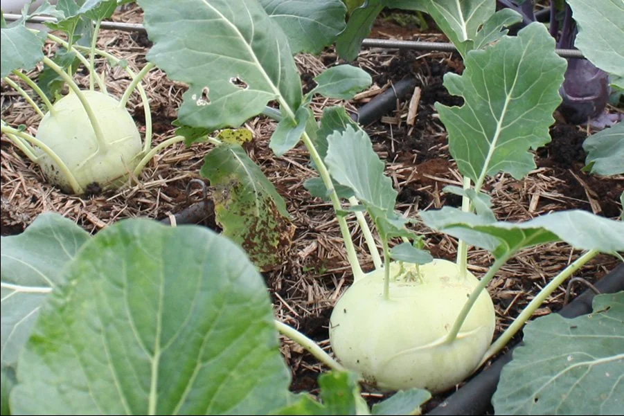 Kohlrabi