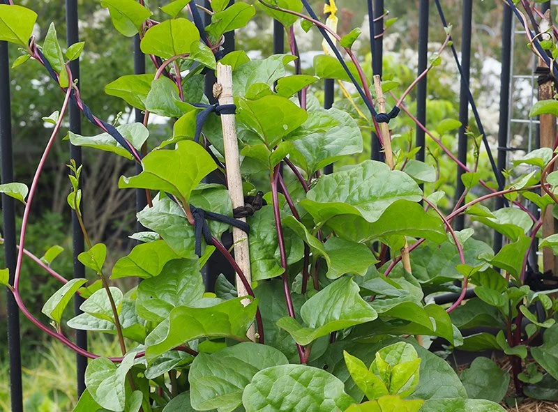 Malabar spinach