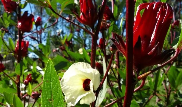 Rosella Hibiscus Jam
