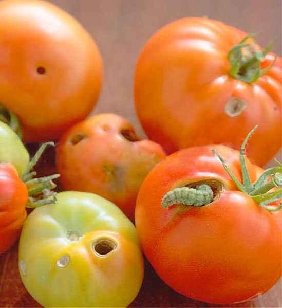 Tomato Bud Worm