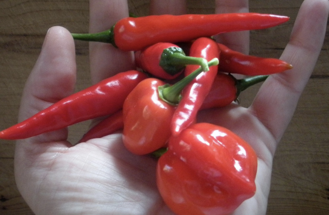 Chillies