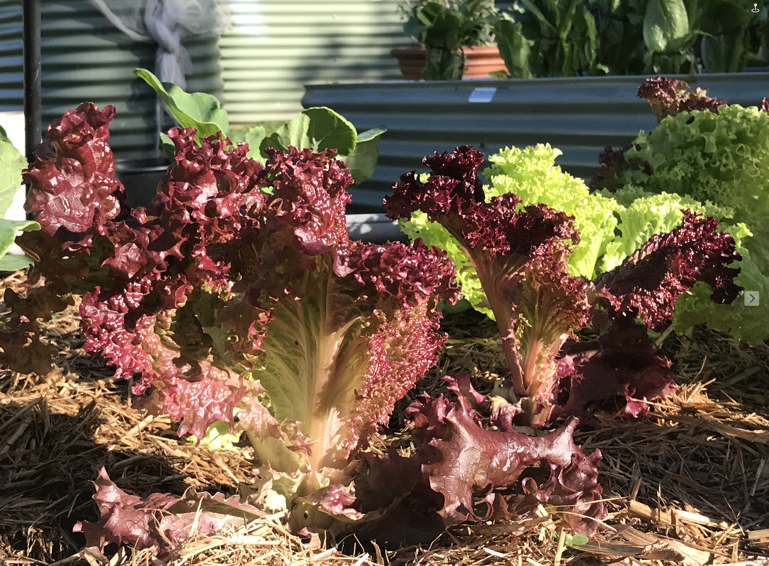 lettuces.png