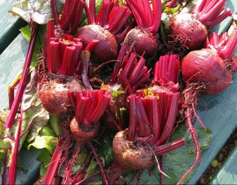 Beetroot