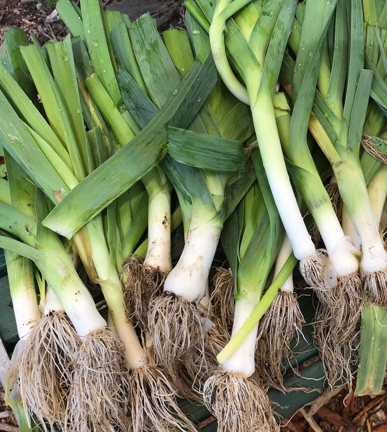 Leeks