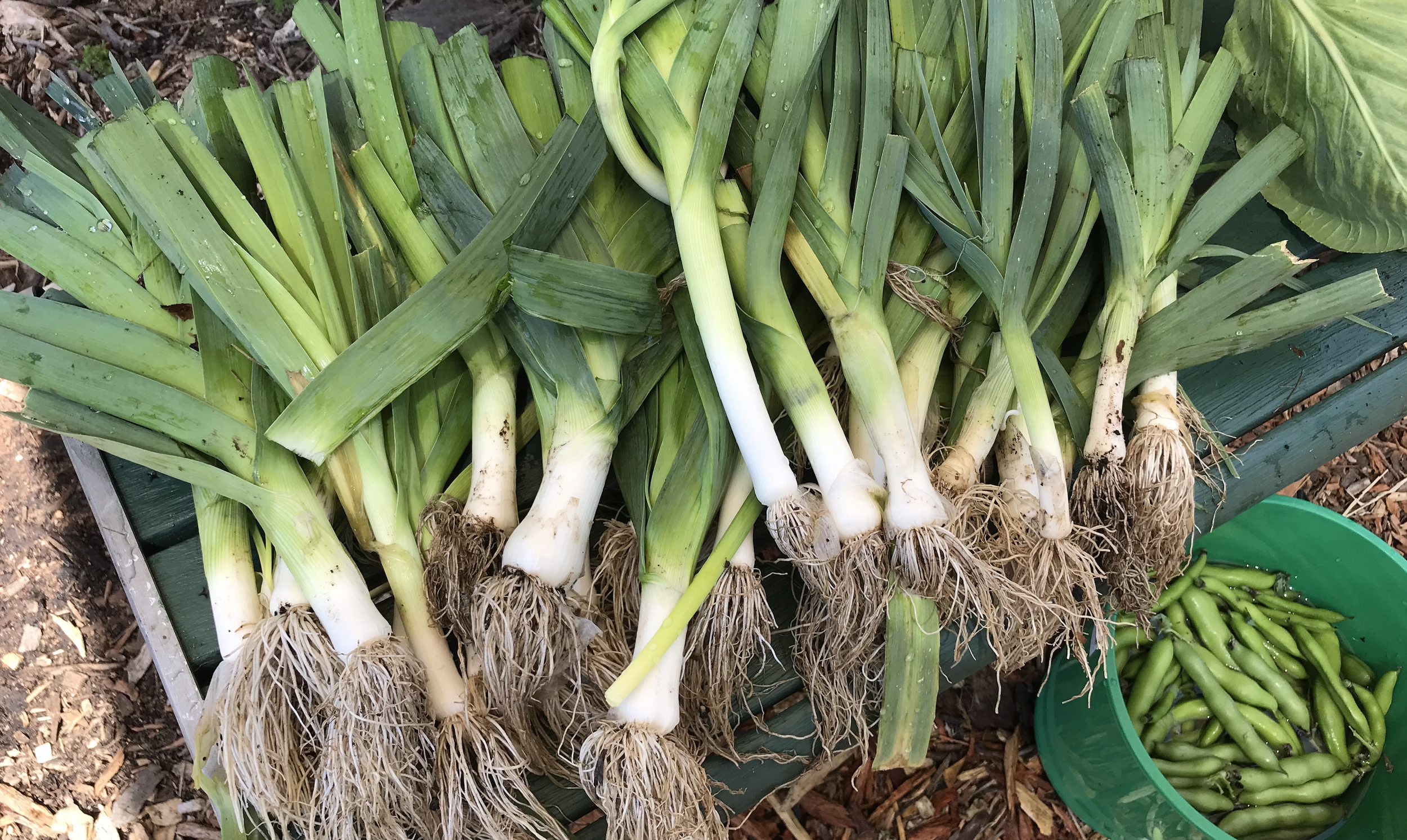 leeks.png