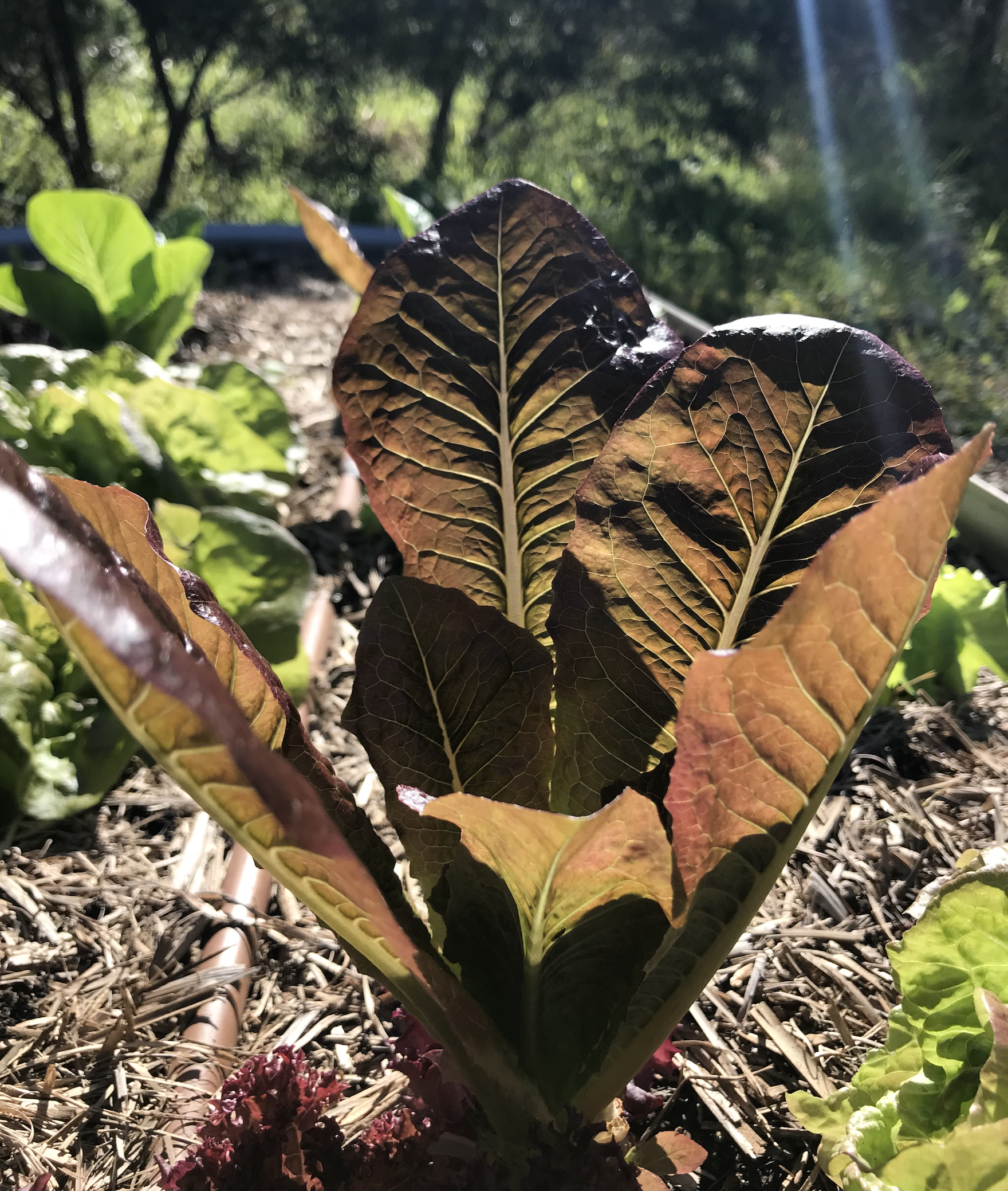 red lettuce.png