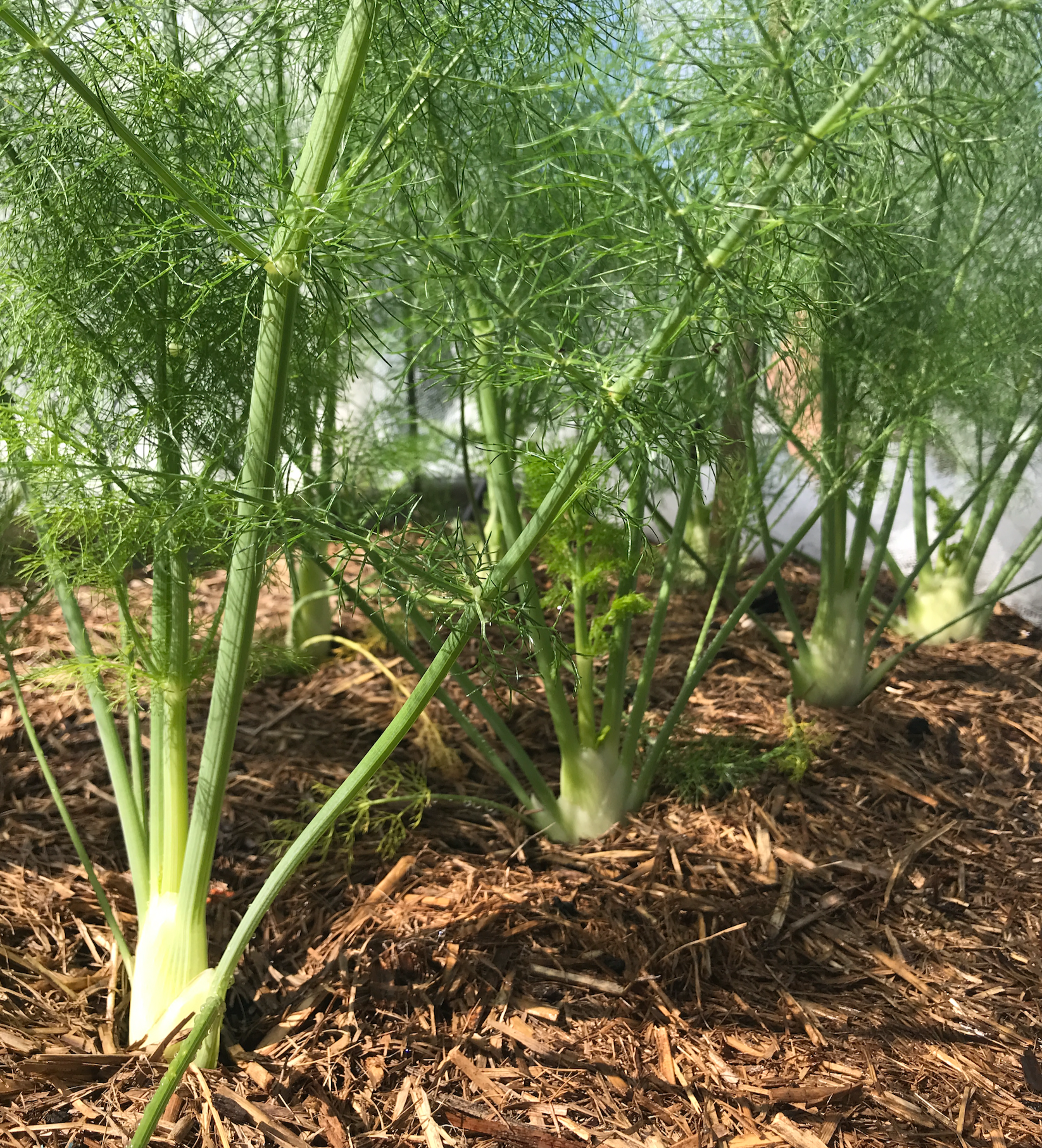 Fennel
