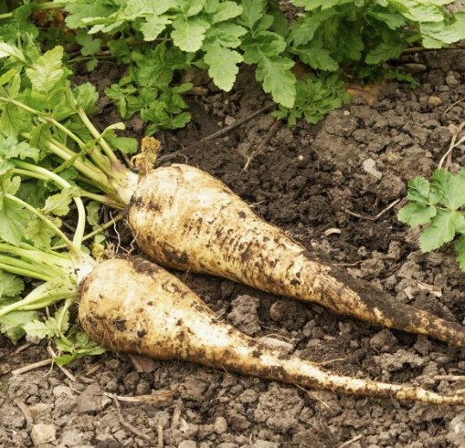 Parsnip