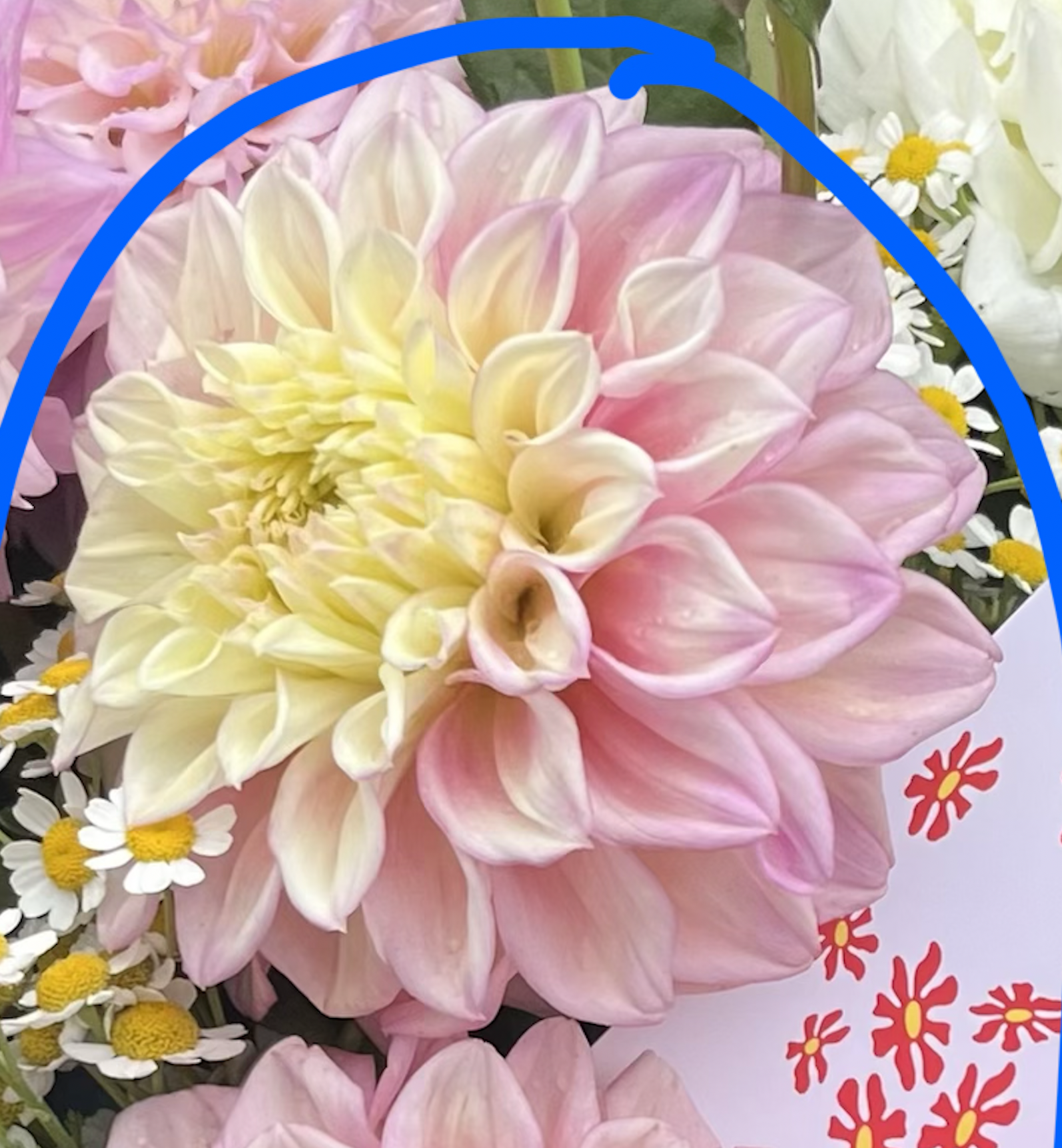 Frangipani Dahlia Tuber 3 Pack