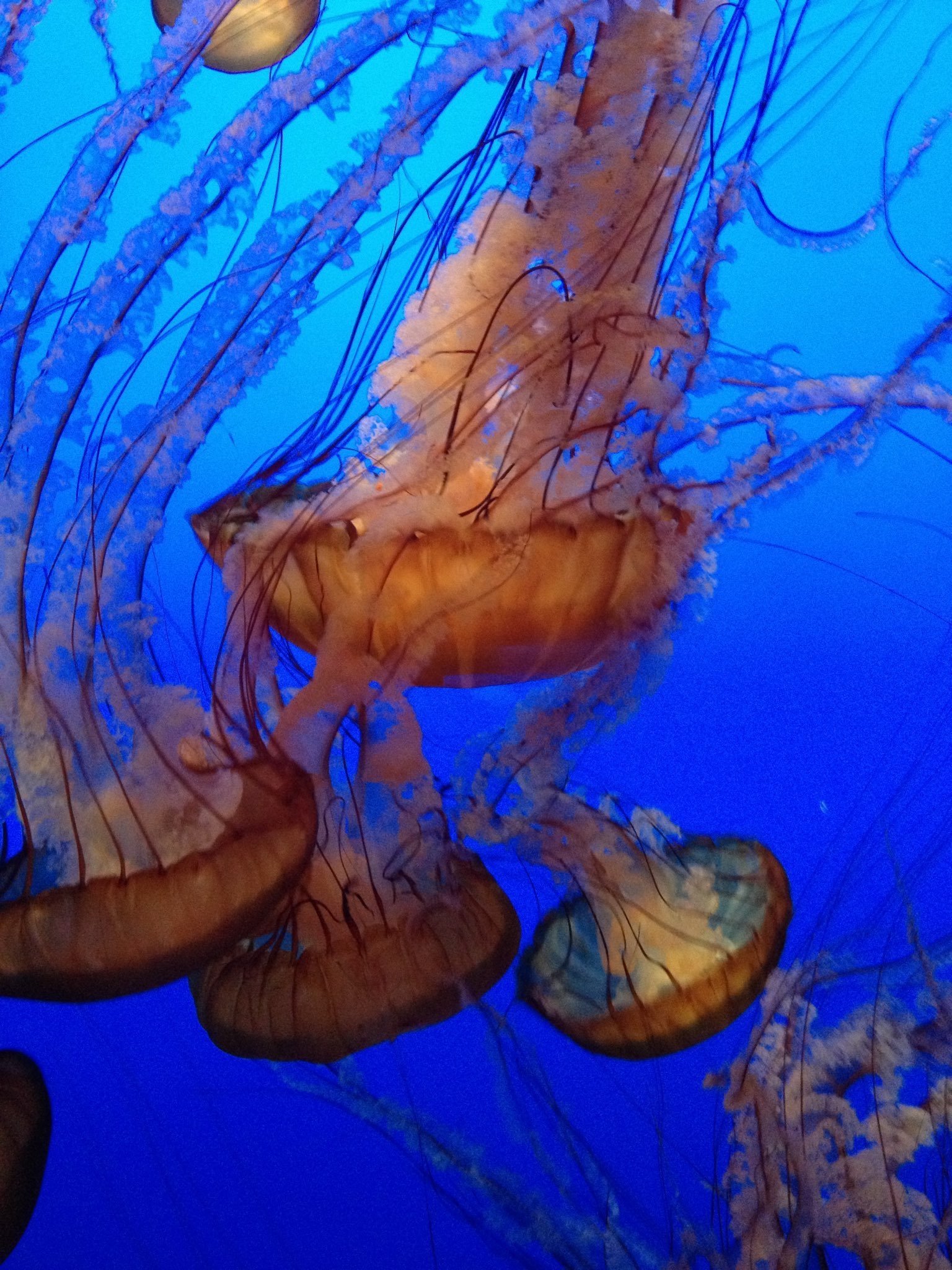 Monterey Bay Aquarium