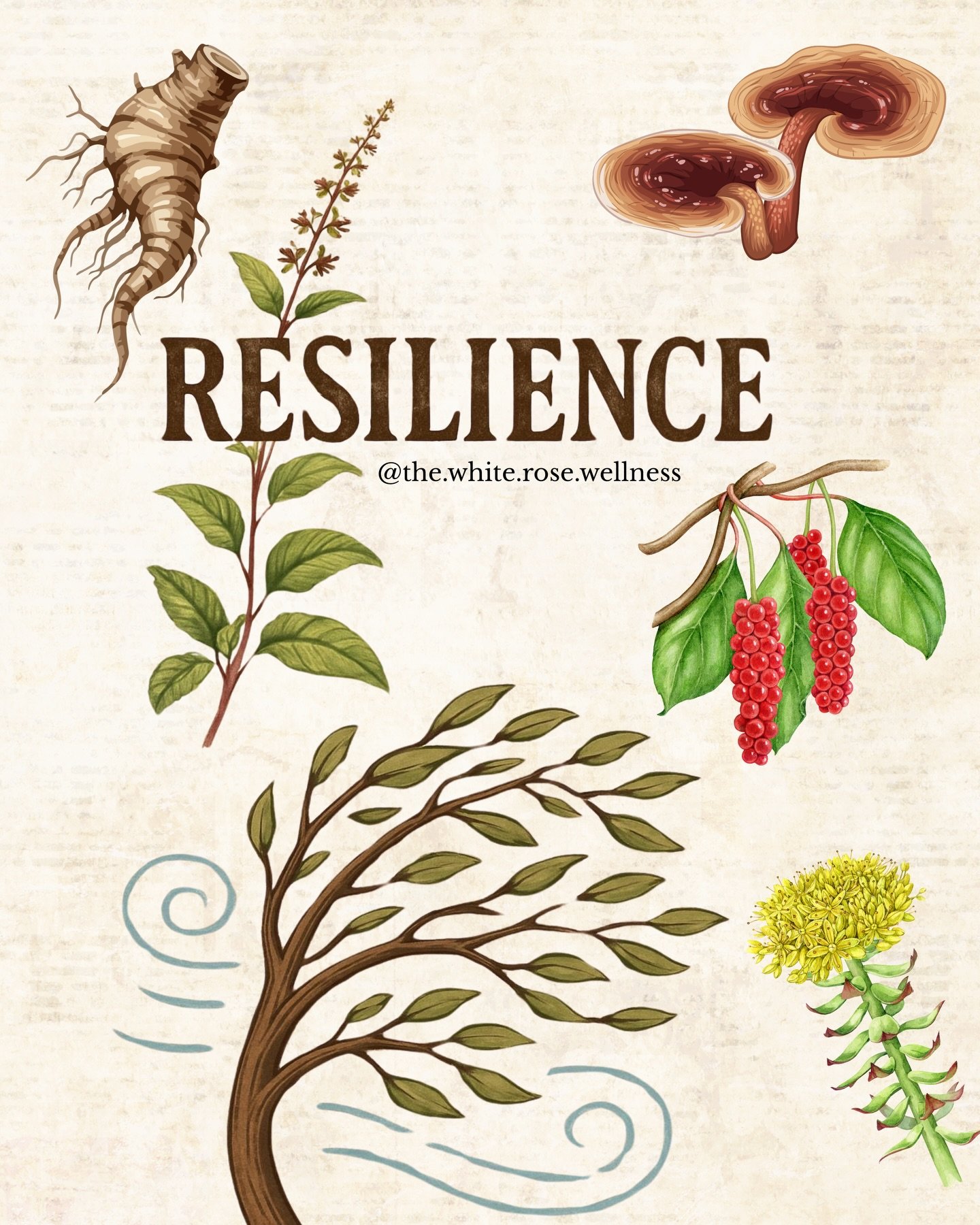 A tree in a storm does not resist the wind. It bends because its roots hold. 

Adaptogens work on the root system, not the branches. They do not stop life from moving you. They rather deepen what anchors you so that when the storm passes, you are sti