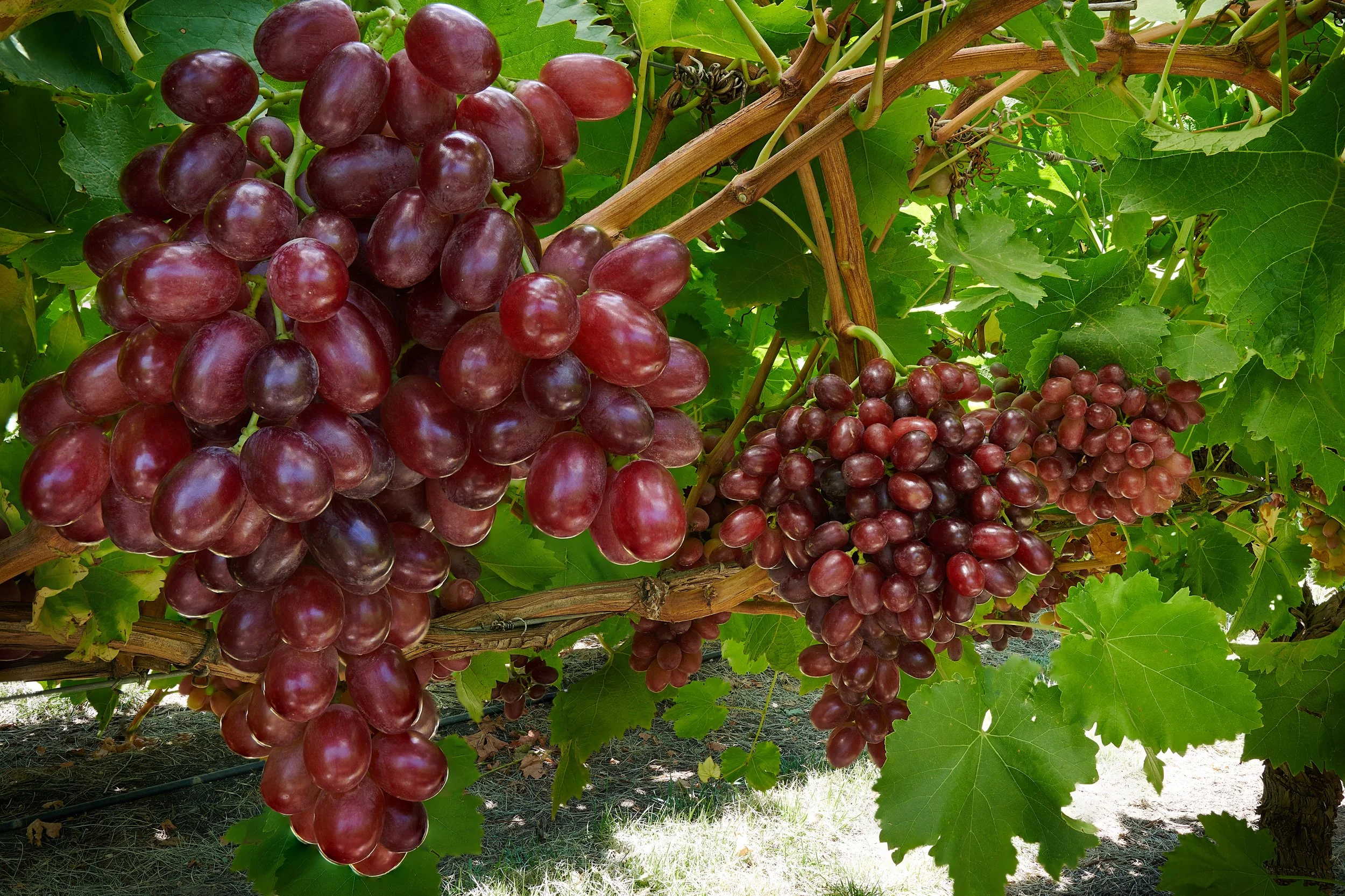 crimson-seedless-22.jpg