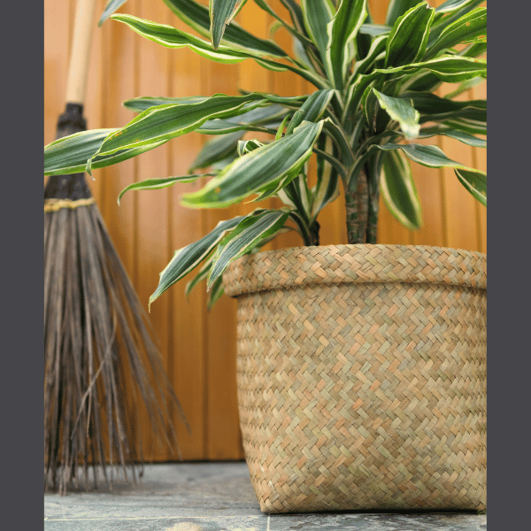 Mid-size Ton Rak basket repurposed as a planter with a vibrant green Dracaena, placed on a wooden deck against bamboo wall panels.