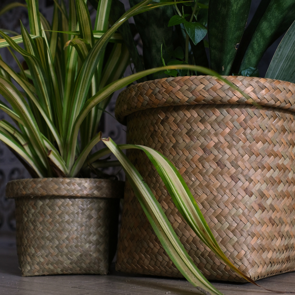 Large Ton Rak basket styled with a tall green snake plant beside a white cabinet and wooden floor.