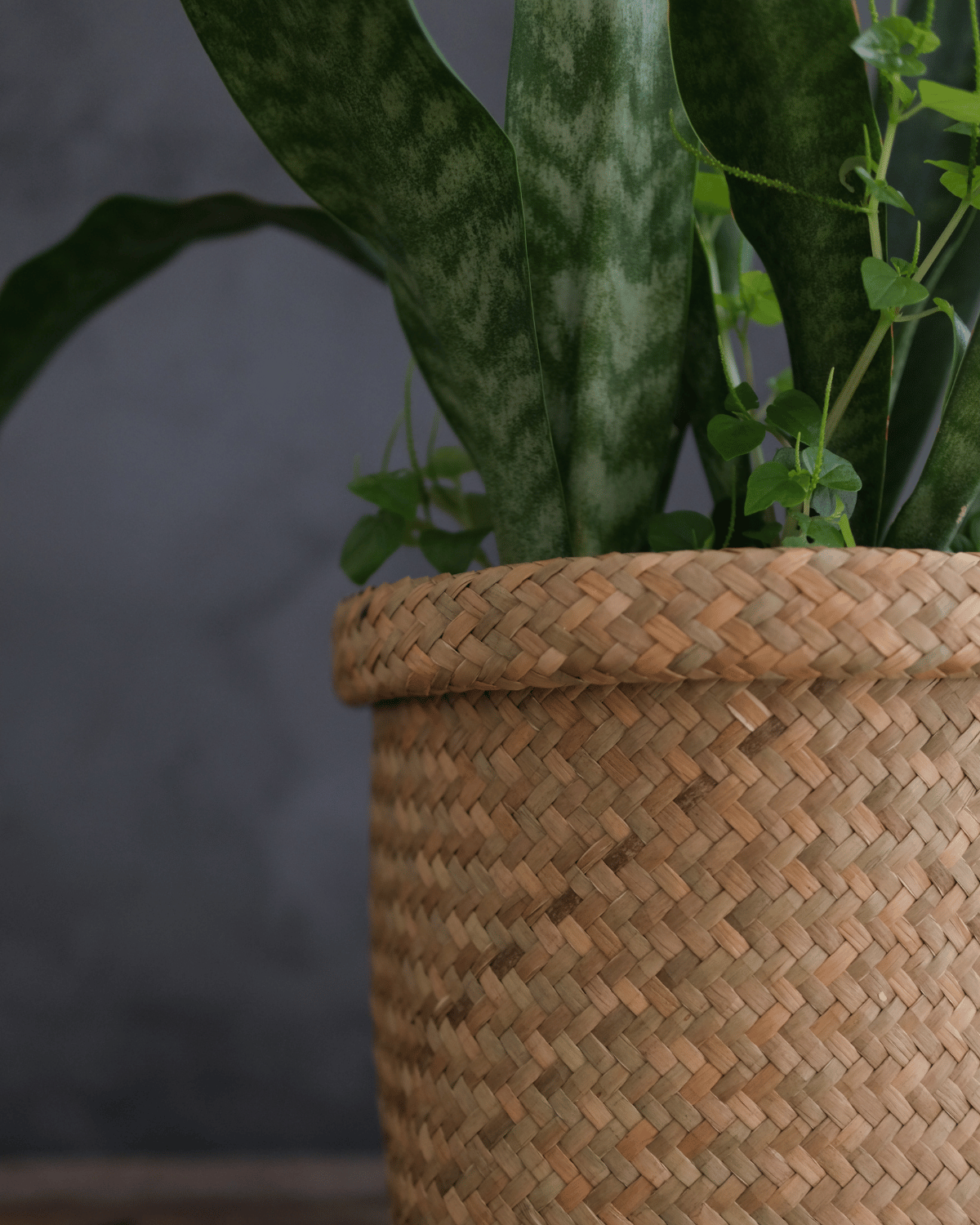 Tall Ton Rak basket used as a planter with a snake plant in front of a grey backdrop, showing off its vertical structure.