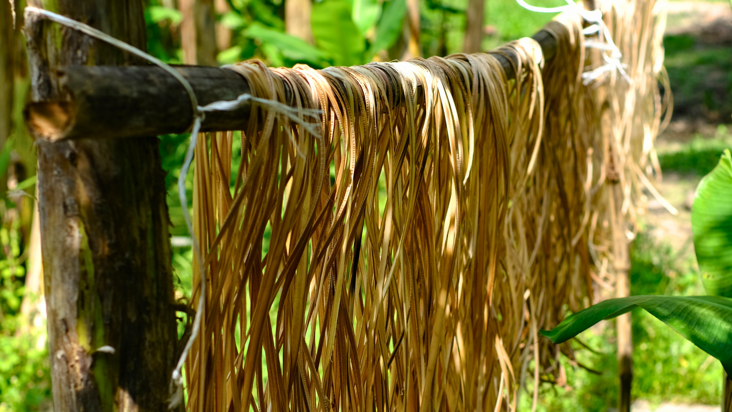 Banana Tree Fibres