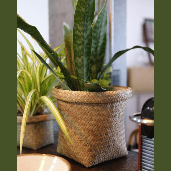 Ton Rak basket styled as a planter with layered greenery in a modern kitchen corner.