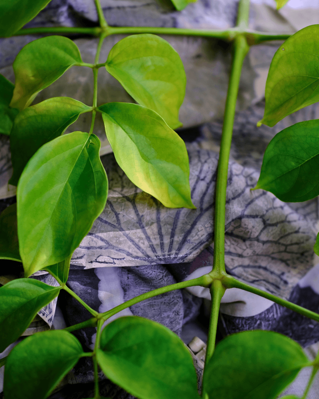 Gathered leaves sit atop a finished botanical printed fabric.