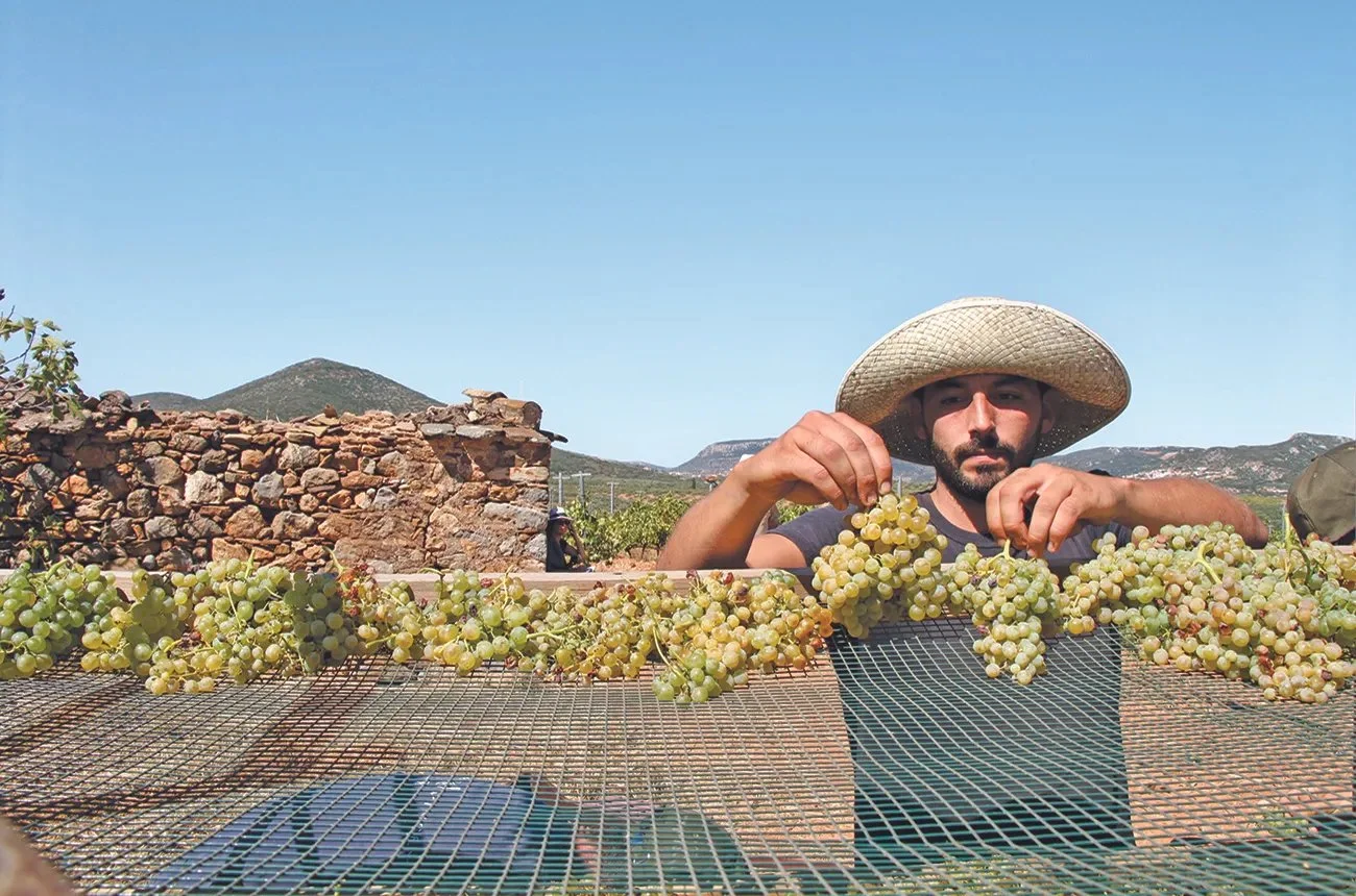 Malvasia.jpeg