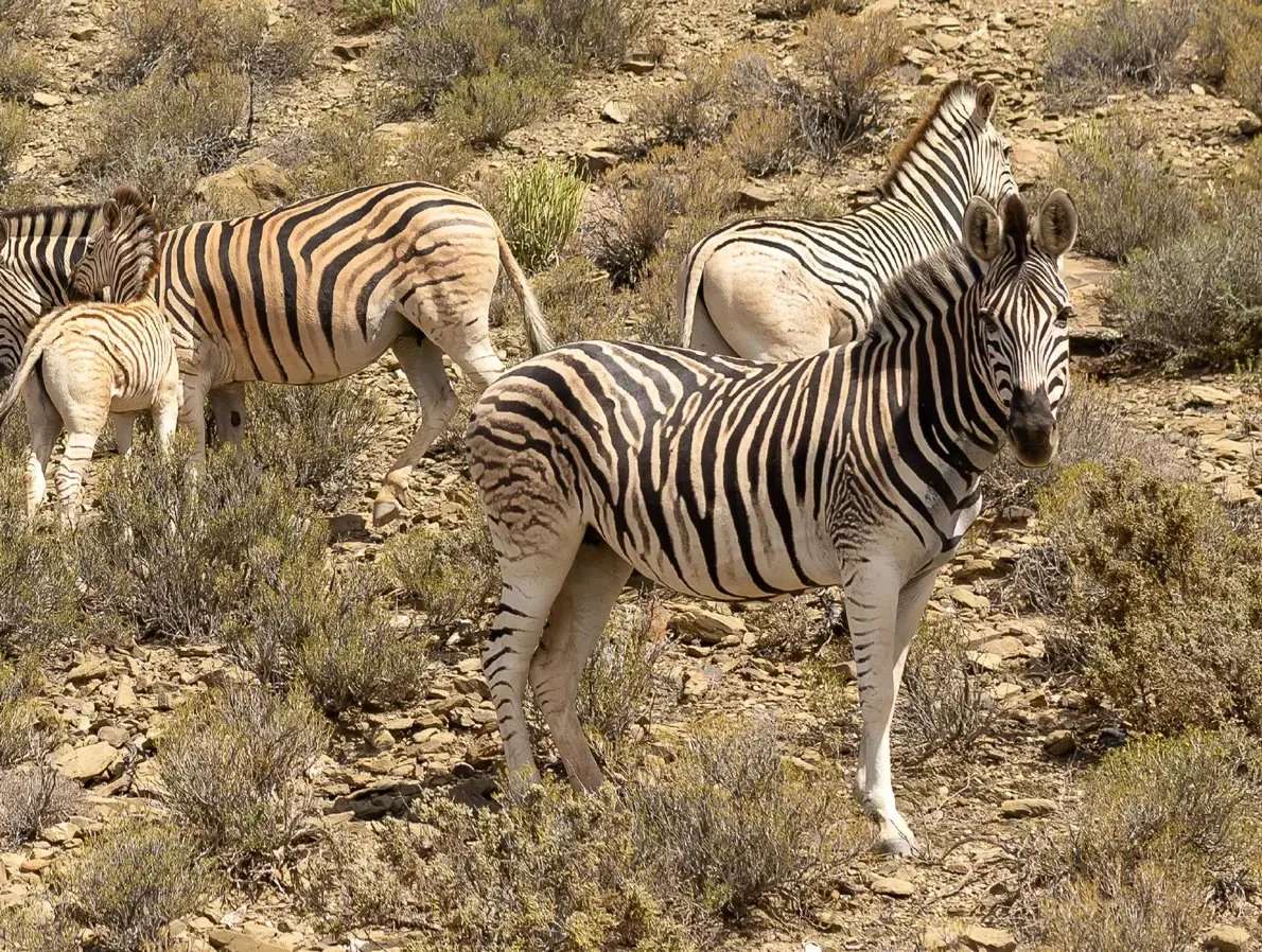 Amidst South African Wild Life