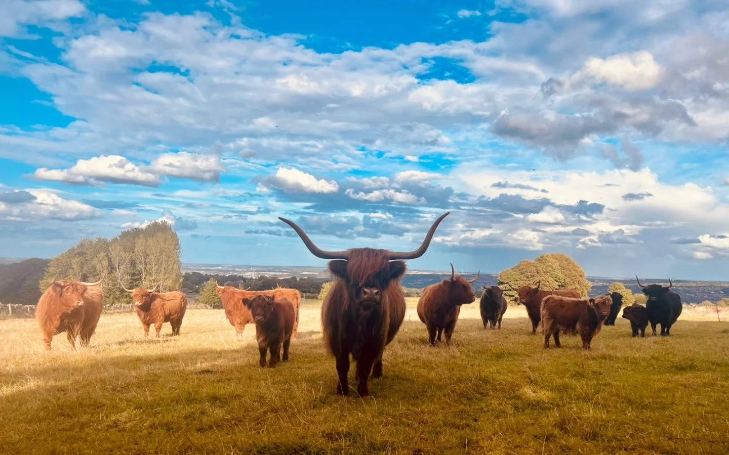 highland cows experience