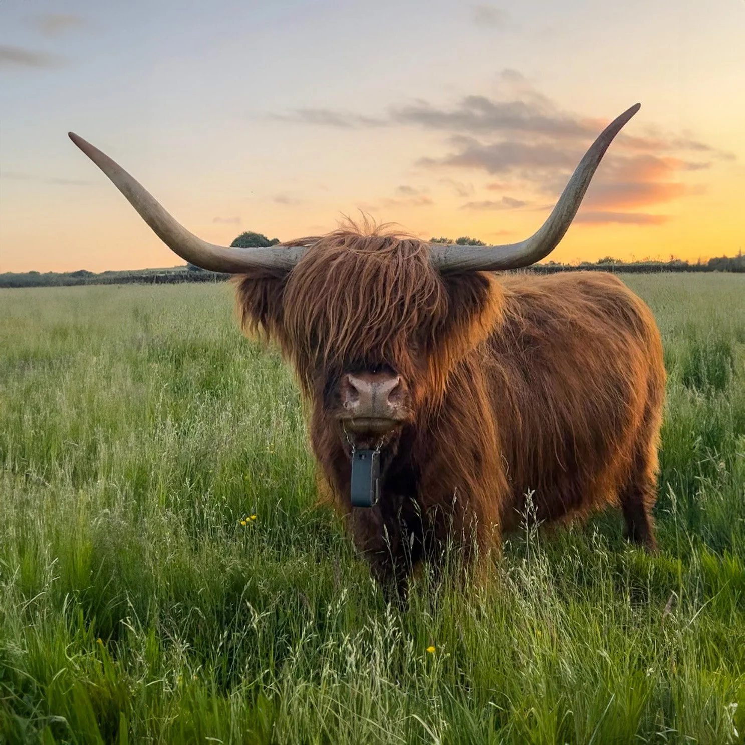 Highland Cattle Facts
